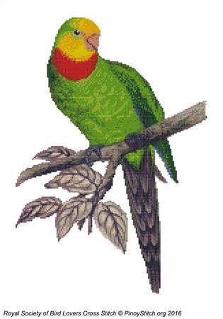 (image for) RSBL Parakeet Barrabands